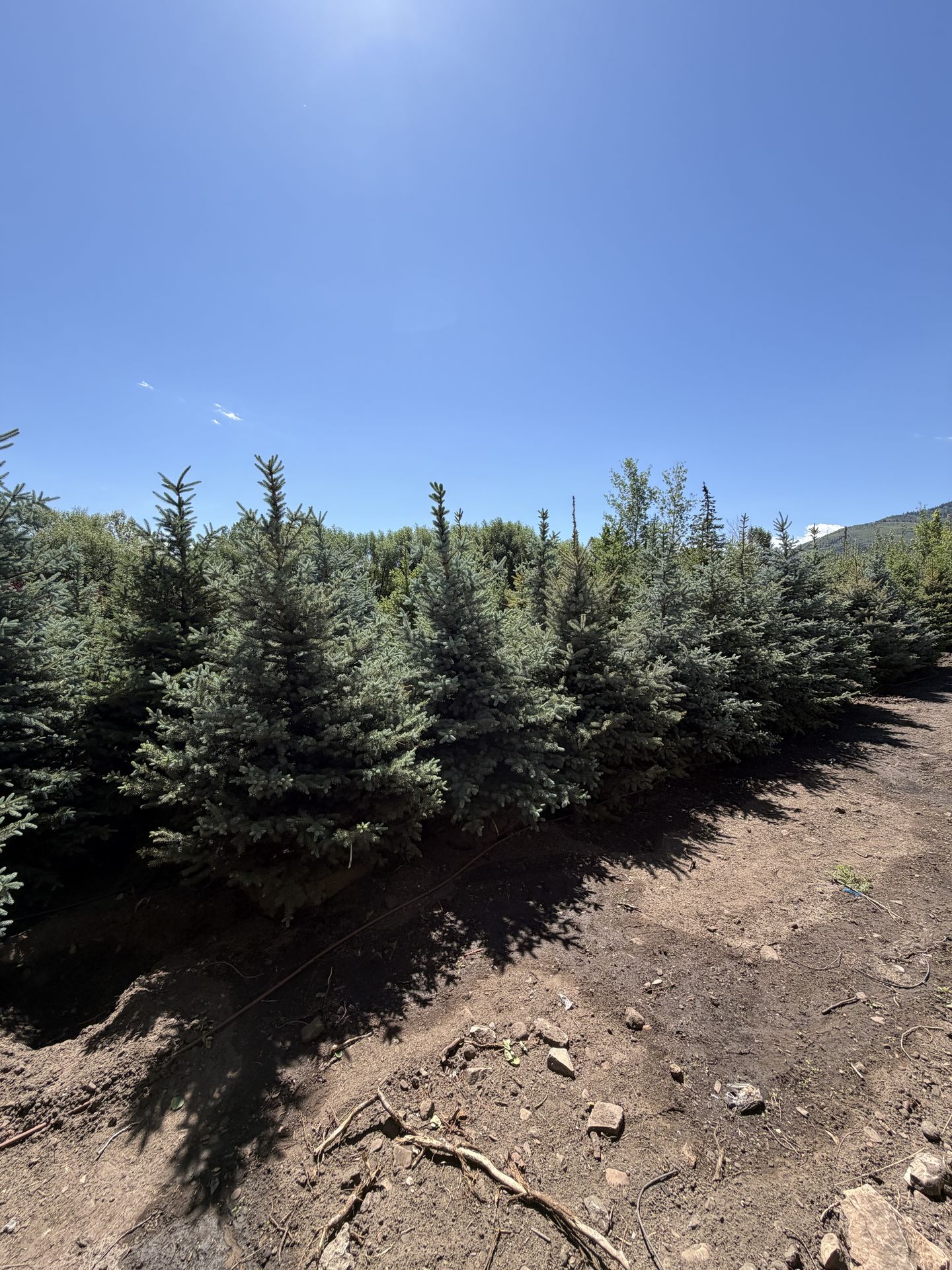 High West landscaping project